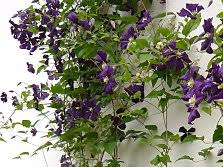 Clematis jackmanii hybrids 'veronica's choice'. Clematis With Medium Sized Flowers Viticella Hybrids And Others