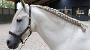 Vlechten Hengstenvlecht Bovenop De Manenkam Bit Magazine Paard Manen Vlechten Paard Manen Verzorging Van Paarden