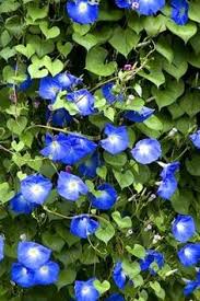 Climate zone 9 & flowering perennials. 54 Garden Vines Zone 9 Ideas Vines Garden Plants