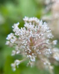 Image result for Rhamnaceae