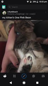 It's hard for us to control, so feel free to report the harasser to reddit admins. Just Unsubbed From R Eyebleach Subreddit Is Mostly Just Mediocre Pictures Of People S Cats Justunsubbed