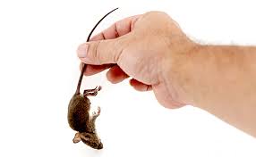 They are toxic and if used carelessly, they may affect the health of the user, their family, pets or the environment. How To Clean Up After A Mouse Infestation