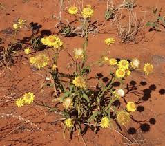How to grow a chrysanthemum flower