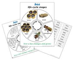 Life Cycle Of A Bee Printed