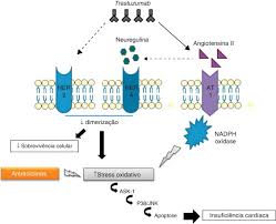 Oito dias depois, iniciou quadro de miocardite fulminante associada. Cardiotoxicidade Associada A Terapeutica Oncologica Mecanismos Fisiopatologicos E Estrategias De Prevencao Sciencedirect