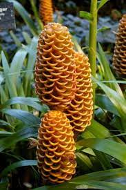 Beehive Ginger Care Learn How To Grow Beehive Ginger Beehive Ginger Ginger Flower Wild Ginger Plant