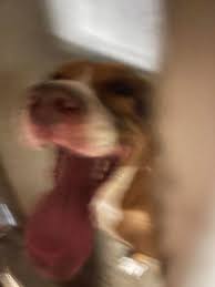 Lost Dog Found in Philadelphia Road, Pineville