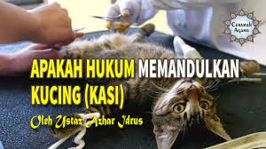 Manfaat daun kumis kucing akan membuat tubuh anda lebih sehat dan mampu mengatasi berbagai dan tidak sedikit orang yang memanfaatkan daun kumis kucing untuk mengobati sakit gijal, mulai. Is The Cat Breeding Law Kasi Puppy Youtube