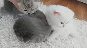 yavru kediler scottish fold kedi sahiplendirme scottish fold kedi yavru kediler