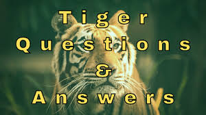 Tylenol and advil are both used for pain relief but is one more effective than the other or has less of a risk of si. Tiger Questions Answers Wittychimp