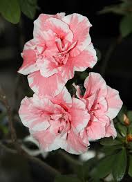 Maybe you would like to learn more about one of these? Couple Of Azalea Flowers With Pink Petals With White Edges Stock Image Image Of Garden Flower 111759743