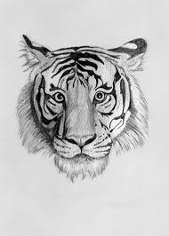 Tiger Drawings In Pencil Pencil Drawings Tigers Pic 23 Tiger Drawing Animal Drawings Tiger Art