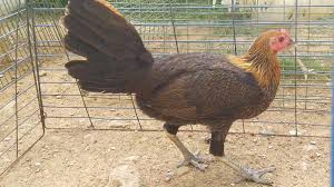 Sekilas kronologi ayam adu philipine,sebelum era tahun 1980 di philipine ayam adu yang di gunakan masih di dominasi ayam lokal philipine,kemudian setelah masuk nya ayam adu dari amerika yang di kenal sebagai texas game fowl. Ayam Philipin Sabung Sabong Gallos On Twitter Https T Co Bow5xjvhwl Pullet Melsim Peru Triple X Gf Sabong Gallosfinos Gamefowls Ayamperu