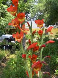 Image result for Gladiolus dalenii