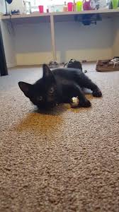 Profile for Nelson Roop