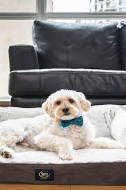 The best way to keep your dog from destroying their bed is to exercise them regularly and keep them. Best Dog Beds For Small Dogs Overstock Com