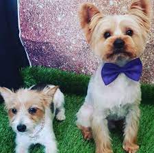 Pet sitting kennel 'alternative' company! Tlc Pet Care Liverpool Home Facebook