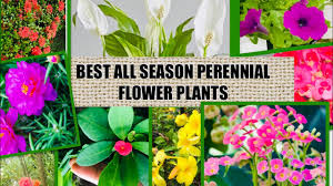 The royal horticultural society is the uk's leading gardening charity. 18 Flowers That Bloom All Year Round Perennial Plants Youtube