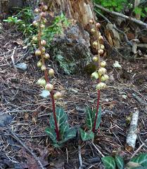 Image result for Alectra picta