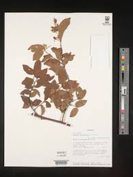 Image result for Grewia inaequilatera