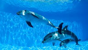 Un saluto dai delfini di zoomarine. Tutti I Parchi Acquatici Dove Vedere I Delfini Siviaggia