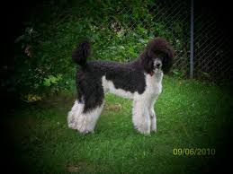 Black And White Tuxedo Standard Poodle Available Puppys Poodle Puppy Poodle Standard Poodle