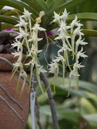 Image result for Cyrtorchis