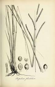 Image result for Paspalum plicatulum