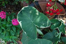 Image result for Ozoroa marginata