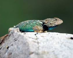 Check spelling or type a new query. Sonoran Desert Reptiles Sceloporus Clarkii Clark S Spiny Lizard