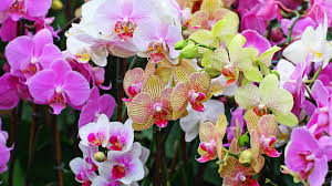 Plant Care Hydroponic Feed Schedule For Growing Orchids Indoor