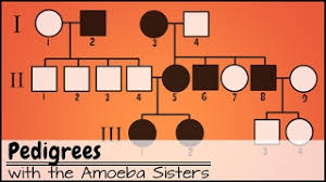Pedigree review worksheet answer key. Pedigrees Youtube