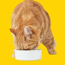 Find the right litter box for your cat. Cat Kitten Supplies Accessories Products Petco