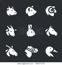 The llama, the alpaca, the guanaco. Cow Pig Sheep Goat Vector Photo Free Trial Bigstock