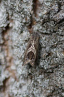 Image result for Cydia cornucopiae