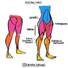 See more ideas about anatomy anatomy reference anatomy for female body builders with big muscles on their legs back shoulders arms etc can. Back Muscles Drawing Back Muscles In 2020 Human Anatomy Drawing Drawing Legs Anatomy Art