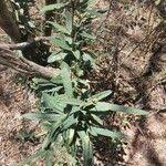 Image result for Boscia integrifolia