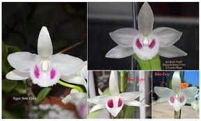 Kỹ thuật chăm sóc hoa lan. Nguyá»…n Duy Hair Chang Trai 9x Báº­t Mi Cach Kinh Doanh Lan Ä'á»™t Biáº¿n Kiáº¿m Thu Nháº­p Tiá»n Tá»· Yeah1 News