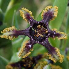 Image result for Ferraria