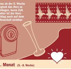 Leichter leben mit der kugel. Embryonalentwicklung Was Ein Baby Im Bauch Schon Alles Lernen Kann Welt