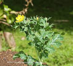 Image result for Argemone mexicana