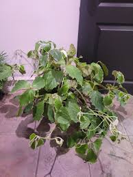 Image result for Tetrastigma