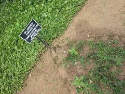 Image result for Oplismenus