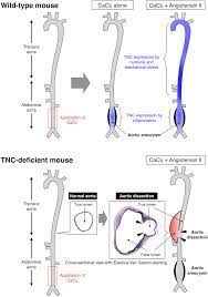 Check spelling or type a new query. Frontiers The Roles Of Tenascins In Cardiovascular Inflammatory And Heritable Connective Tissue Diseases Immunology