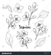 Ink Pencil The Leaves And Flowers Of Jasmine Isolate Line Art Transparent Background Hand Drawn Jasmine Flower Tattoos Jasmine Tattoo Flower Line Drawings