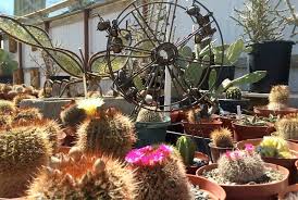 We specialize in the lophophora genus up. Cactus Mart Cacti Succulents Desert Plant Emporium Morongo Valley Ca