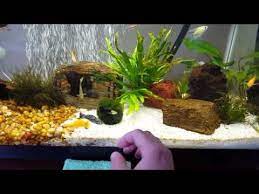 Pin On Freshwater Aquariums
