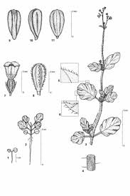 Image result for Boerhavia