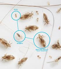 Image result for lice life cycle