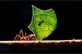 Macro Photography Tips Chris Bray Photography